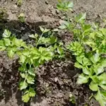 Селера: мінімум зусиль, максимум врожаю.