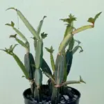 3 незвичайні кімнатні квіти: вишуканість та простота у вирощуванні