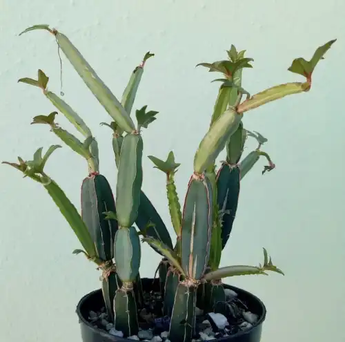 3 незвичайні кімнатні квіти: вишуканість та простота у вирощуванні