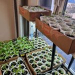 Шкідники поруч: чому мошки в розсаді — вирок і як&hellip;