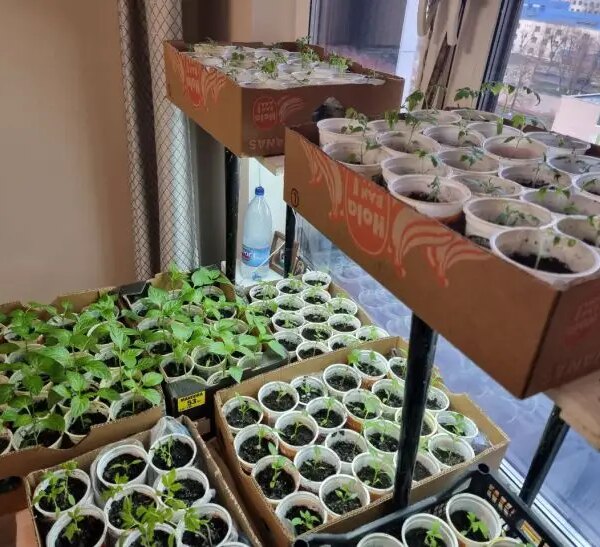 Шкідники поруч: чому мошки в розсаді — вирок і як їх позбутися раз і назавжди