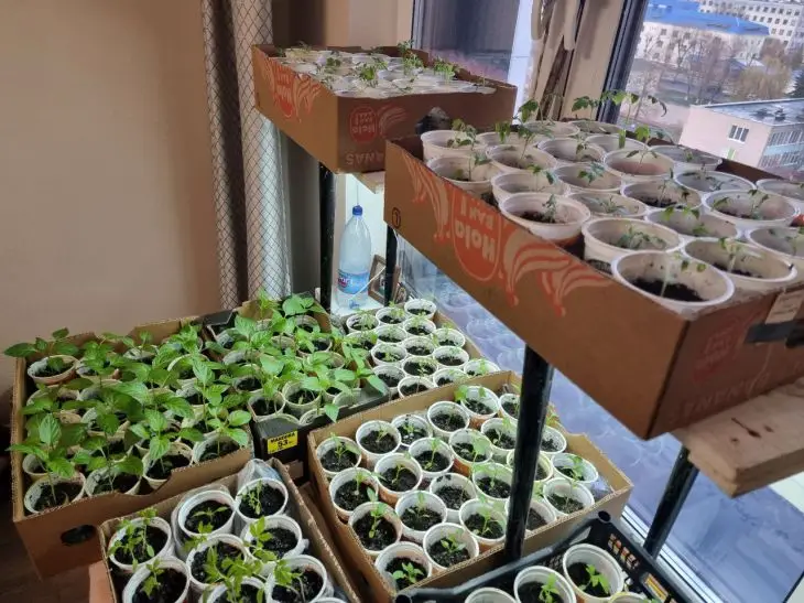 Шкідники поруч: чому мошки в розсаді — вирок і як їх позбутися&hellip;