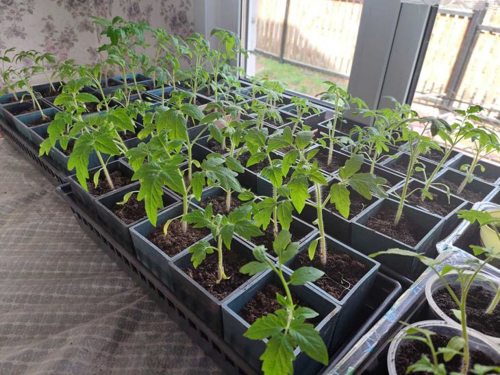 Глибше не означає краще: наскільки заглиблювати розсаду під час пікування