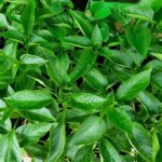 Ідеальний перець: чому не можна загущати посадки і на якій відстані садити насправді