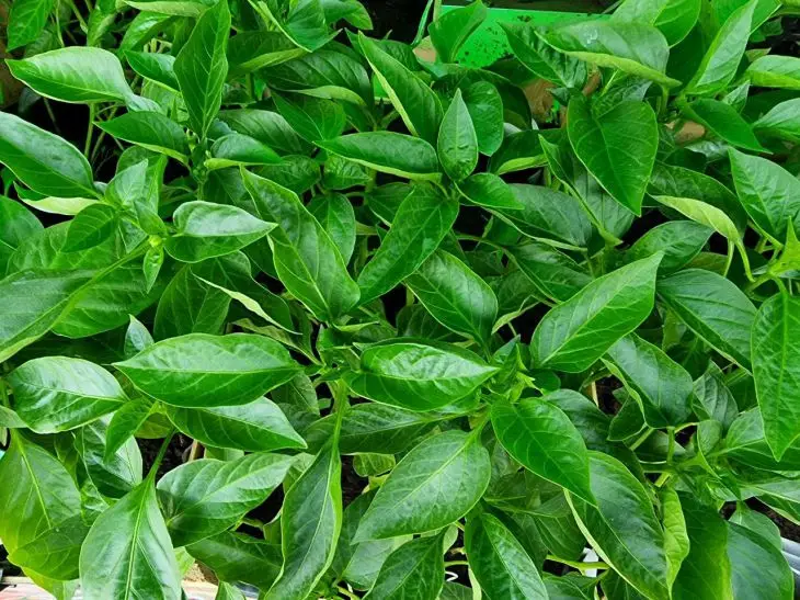 Ідеальний перець: чому не можна загущати посадки і на якій відстані садити…