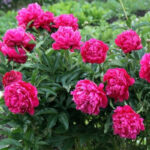 Як організувати на ділянці цвітіння з весни до осені?