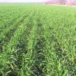 Весняне підживлення пшениці