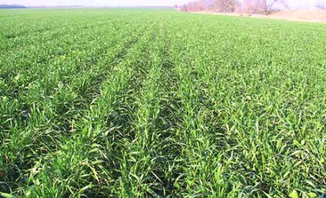 Весняне підживлення пшениці