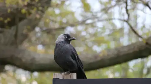Чому в садівництві використовують крупноячеисту сітку на парниках?
