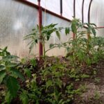 Секрет жують томатів: навіщо скручувати листя у розсади помідор