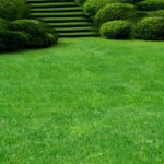 Яку газонну траву краще обрати: критерії, склад та посів