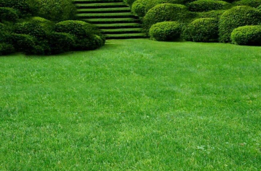 Яку газонну траву краще обрати: критерії, склад та посів