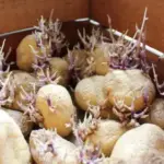 Освітлення картоплі перед посадкою: Вплив на урожайність – шкода чи&hellip;