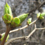 Що потрібно встигнути зробити до розпускання бруньок?