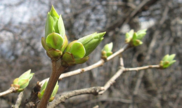 Що потрібно встигнути зробити до розпускання бруньок?
