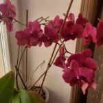 Навіщо поливати квіти перекисом: пишне цвітіння гарантоване