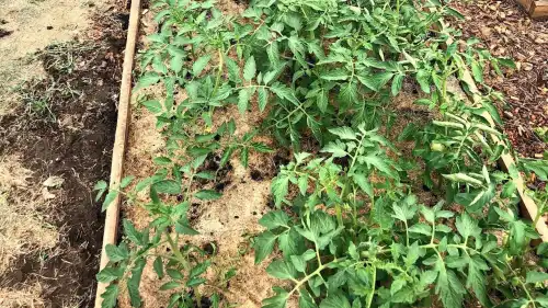 Топ 3 промахи при вирощуванні томатної розсади, що викликають пожовтіння і видовження.