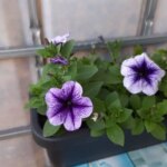 Чому петунія витягується: вмикаємо режим «Сонце» на підвіконні