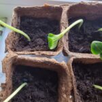 Перше підживлення: чим полити розсаду відразу після появи перших петельок
