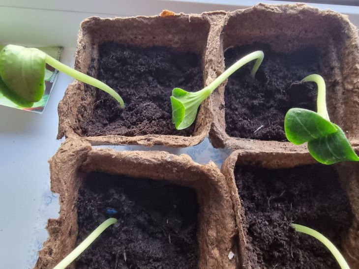 Перше підживлення: чим полити розсаду відразу після появи перших петельок