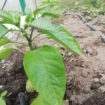 Сонцелюб: де поставити розсаду баклажанів, щоб не скинула бутони