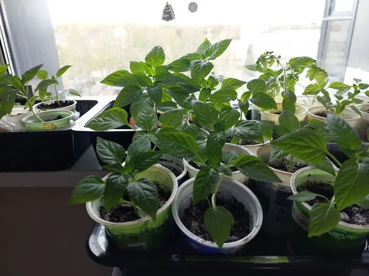 Не грішіть з водою: чому крижаний полив знищує розсаду швидше за будь-які…