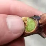 Чорна гниль: не кінець для винограду