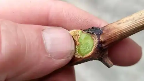 Чорна гниль: не кінець для винограду