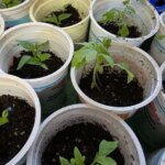 Що покласти на дно стаканчика: дренаж, який працює як насос