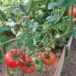 Як отримати відро з куща: формування томатів для лінивих