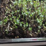 Не хочете поратися? Яку розсаду можна не пікірувати та отримати&hellip;