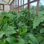 Чому гірчать перці: ви саджаєте їх не з тими сусідами