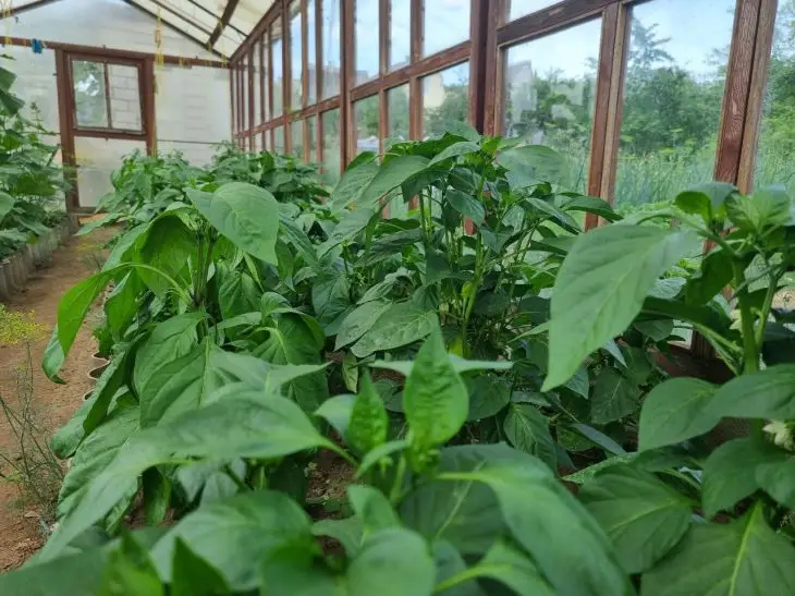 Чому гірчать перці: ви саджаєте їх не з тими сусідами