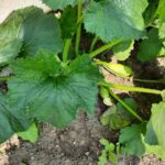 Без пікірування: як виростити розсаду кабачків, щоб коріння не турбувати