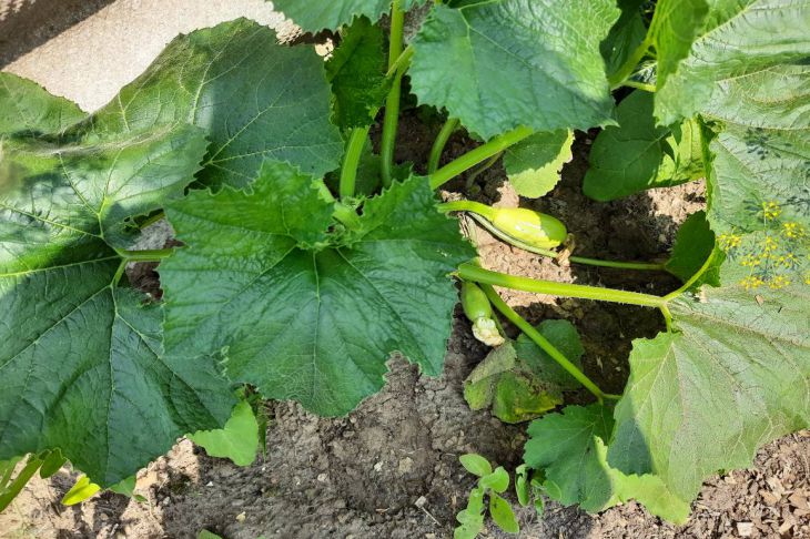 Без пікірування: як виростити розсаду кабачків, щоб коріння не турбувати