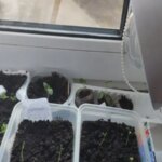 Холодне підвіконня: як врятувати коріння від переохолодження та загибелі