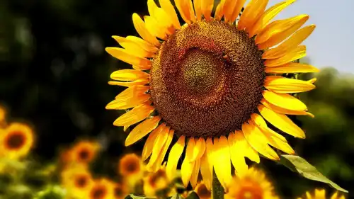 Як сонях вистежує світило