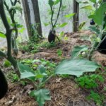 Сієте баклажани? Скільки золи потрібно кинути в лунку, щоб не…