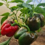 Як отримати товсті стінки перцю: підживлення, про яке мовчать у&hellip;