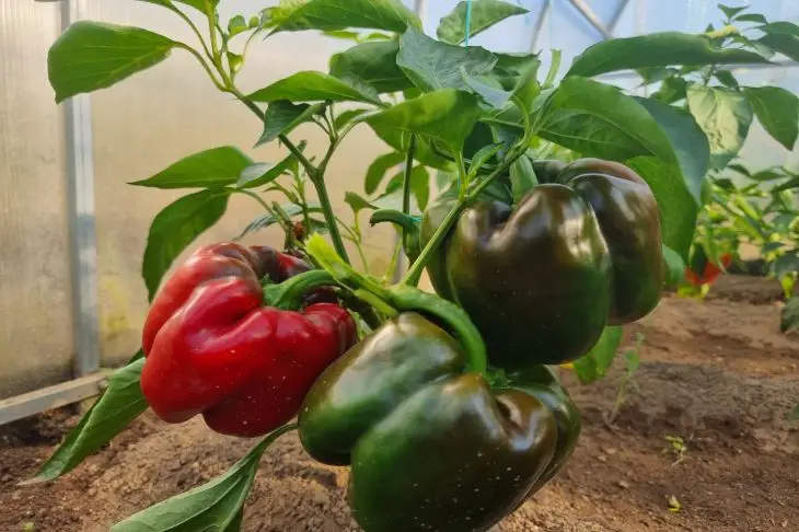Як отримати товсті стінки перцю: підживлення, про яке мовчать у магазинах