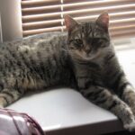 Кішка на підвіконні: як захистити розсаду від вусатого хулігану