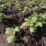 Що трапиться, якщо посадити картоплю поруч із гарбузом: загроза для&hellip;