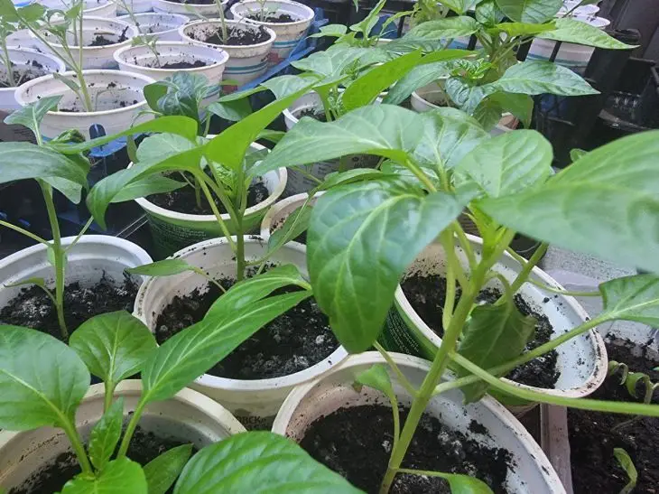 Готуємо грядку: що внести в ґрунт за 2 тижні до висадки розсади