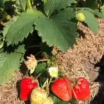 Три ключі до щедрого врожаю полуниць та корисні підказки