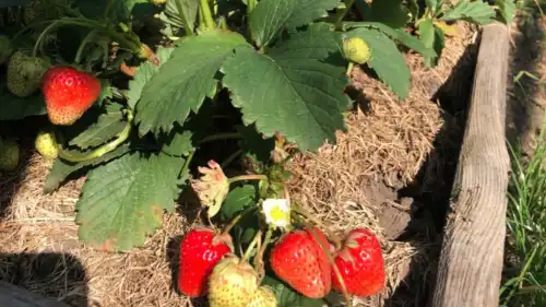 Три ключі до щедрого врожаю полуниць та корисні підказки