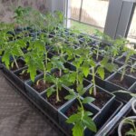 Навіщо розсаді йод: чарівний засіб для майбутнього врожаю