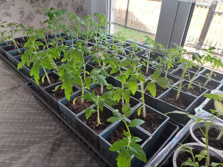 Навіщо розсаді йод: чарівний засіб для майбутнього врожаю