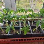 Міцні, як дуб: чому розсада помідорів худа і що терміново…