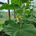 Чому огірки гірчать: стресова ситуація на грядці