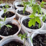 Рай для коріння: що додати в ґрунт, щоб він залишався&hellip;